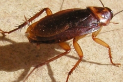 disinfestazioni-zucchet
