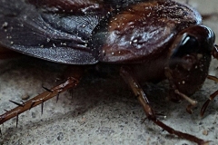 infestazione-blatte