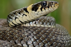 bonifica-serpenti-roma