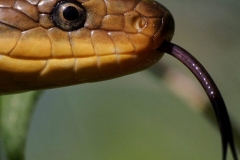 faccia-serpente