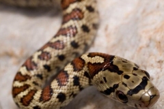 specie-italiane-serpenti
