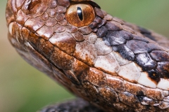 vipera-roma