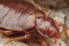 cimice-del-letto