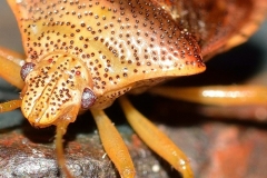 parassita-cimice-dei-letti