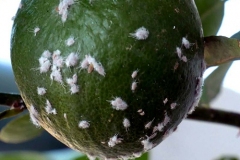 cocciniglia-cotonosa-agrumi