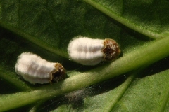 cocciniglia-cotonosa-disinfestazioni-zucchet