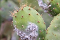 cocciniglia-cotonosa-zucchet