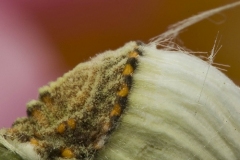 cocciniglia-cotonosa