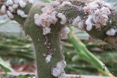 infestazione-cocciniglia-cotonosa