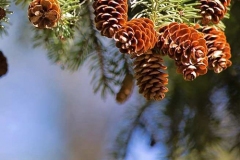 cocciniglia-pini-roma-zucchet