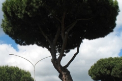 cocciniglia-pini-roma