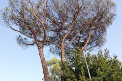 cocciniglia-pino
