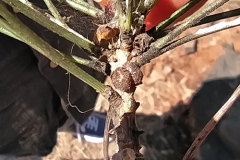 disinfestazione-cocciniglia-tartaruga-roma