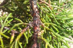 infestazione-pini-roma