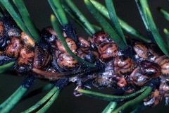 zucchet-disinfestazioni-cocciniglia-tartaruga