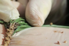 zucchet-roma-cocciniglia-pino