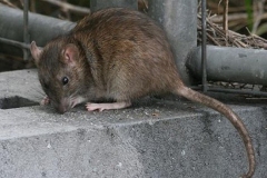 derattizzazione-bio-zucchet