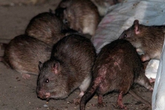 infestazione-ratti