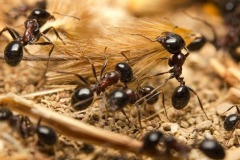 disinfestazione-formiche