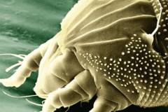 disinfestazione-glycyphagus-domestico-parassita