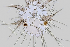 disinfestazioni-zucchey-glycyphagus