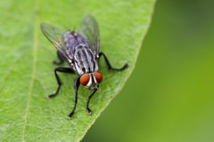 mosca-insetto-roma