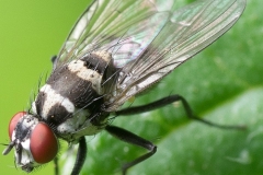mosca-insetto-zucchet