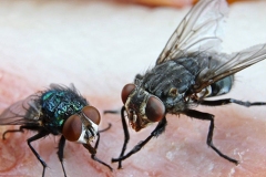 mosche-contaminazione-cibo