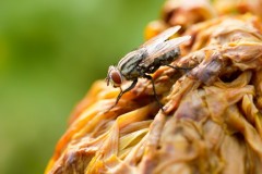mosche-ditta-disinfestazione
