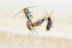 Thermobia domestica. Pest books and newspapers. Lepismatidae Insect feeding on paper - silverfish