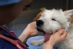 processionaria-effetti-puntura-cane