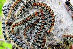 processionaria-nido