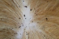 animali-infestati-pulci