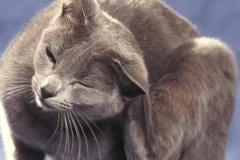 pulci-gatto