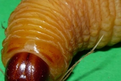 larva-punteruolo-rosso-roma