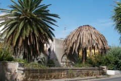 punteruolo-rosso-delle-palme