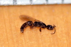 disinfestazioni-sclerodermus-domestico