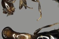 disinfestazioni-sclerodermus-zucchet