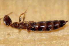 sclerodermus-disinfestazioni-roma