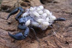 Euscorpius-italicus-disinfestazione