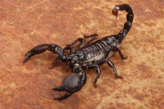 disinfestazione-scorpioni-roma