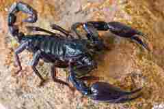 disinfestazione-scorpioni
