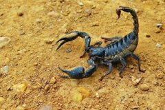 scorpione-disinfestazione-zucchet-roma