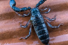 scorpione-italiano-nero-disinfestare