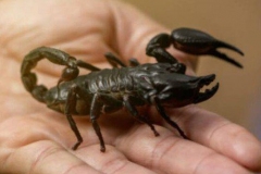 scorpione-mano