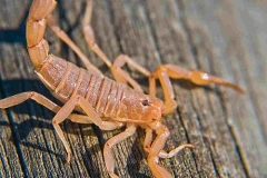 scorpioni-italiani