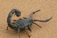 scorpioni-pungono