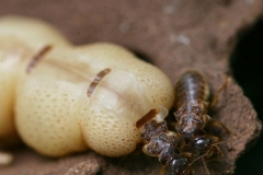 termite-regina