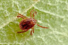 epa01958489 (FILE) The file photo dated 23 June 2009 shows an Asian tick (Haemaphysalis concinna) crawling over a leaf at the Institute for Diseases Transmitted by Ticks ('Institut fuer durch Zecken uebertragbare Krankheiten e.V.') in Brieskow-Finkenheerd, Germany. The tick species, which had so far only been common in Asia and Eastern Europe has meanwhile also become common in the north-eastern German state of Brandenburg, a microbiologist of the insitute told press agency DPA. Asian tick offspring had first been found in 2007.  EPA/PATRICK PLEUL